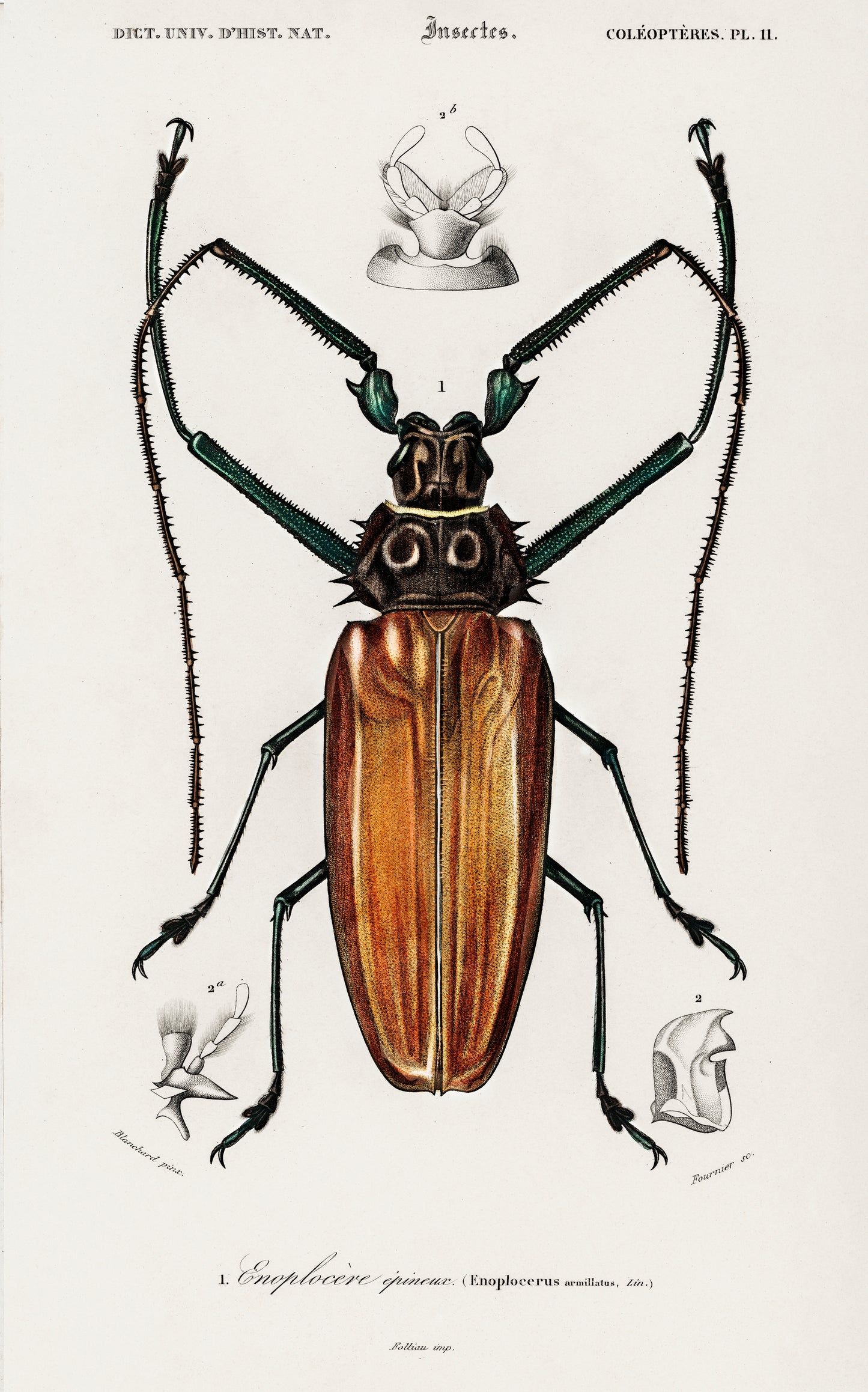 Enoplocerus Armillatus Illustration - Giclee Art Print Poster