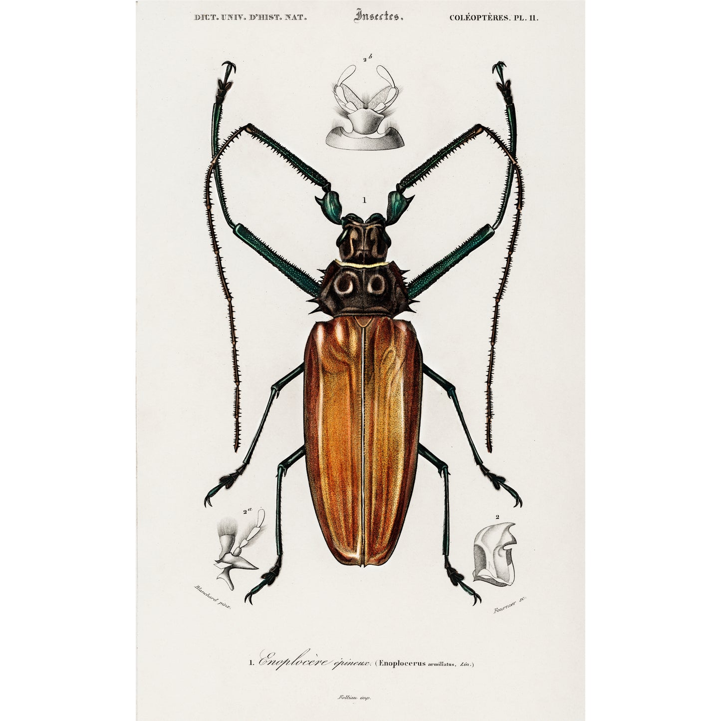 Enoplocerus Armillatus Illustration - Giclee Art Print Poster
