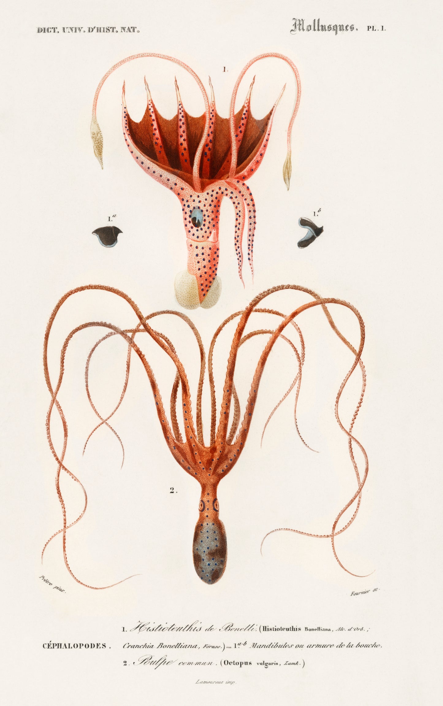 Squid (Histioteuthis Bonnellii) and Octopus (Octopus Vulgaris) Illustration - Giclee Art Print Poster