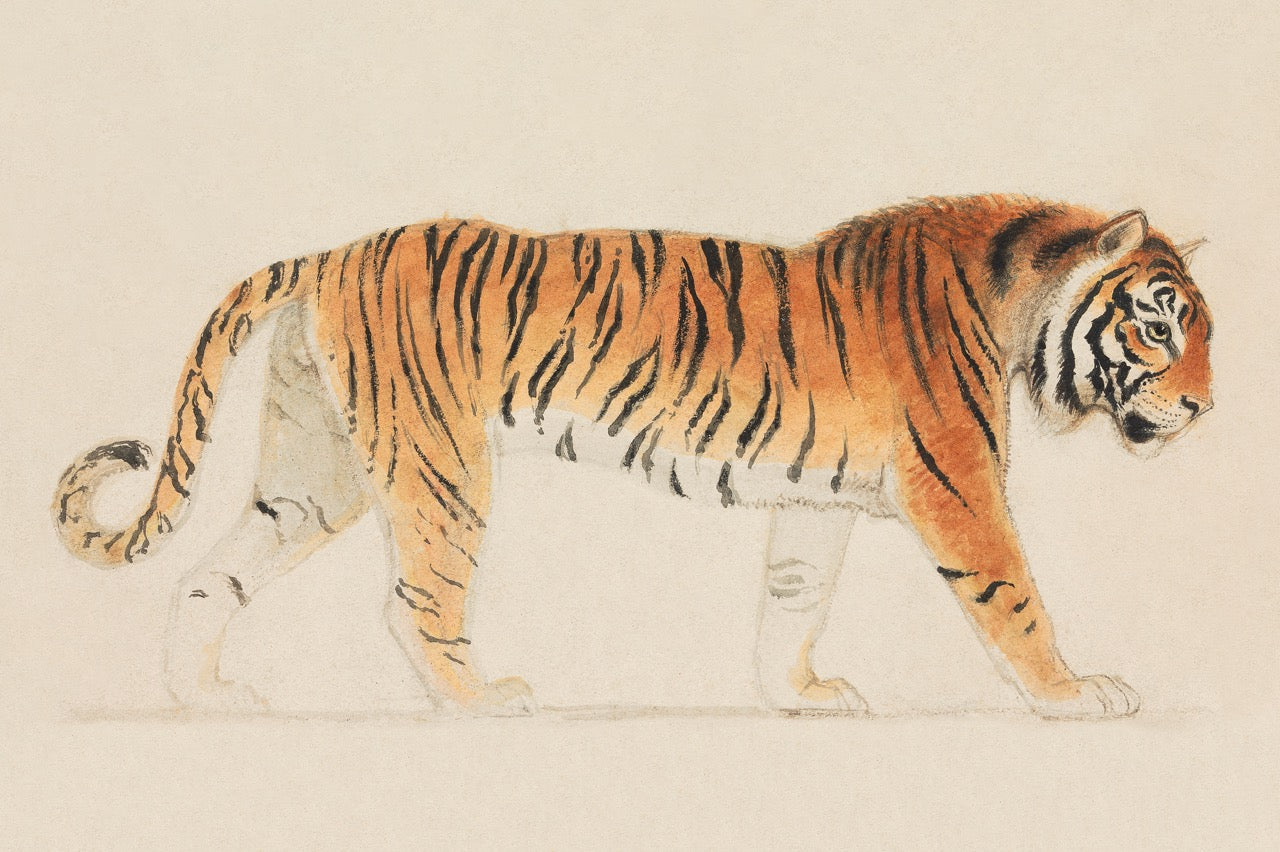 Walking Tiger