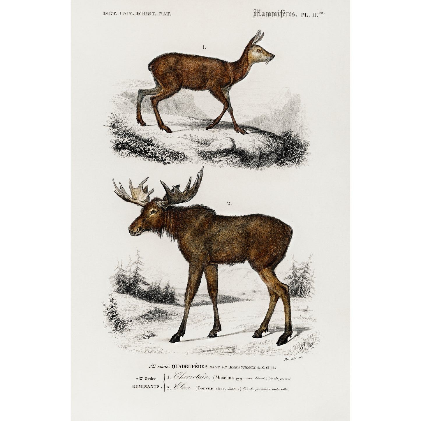 Alces Alces and Moschus Illustration - Giclee Art Print Poster