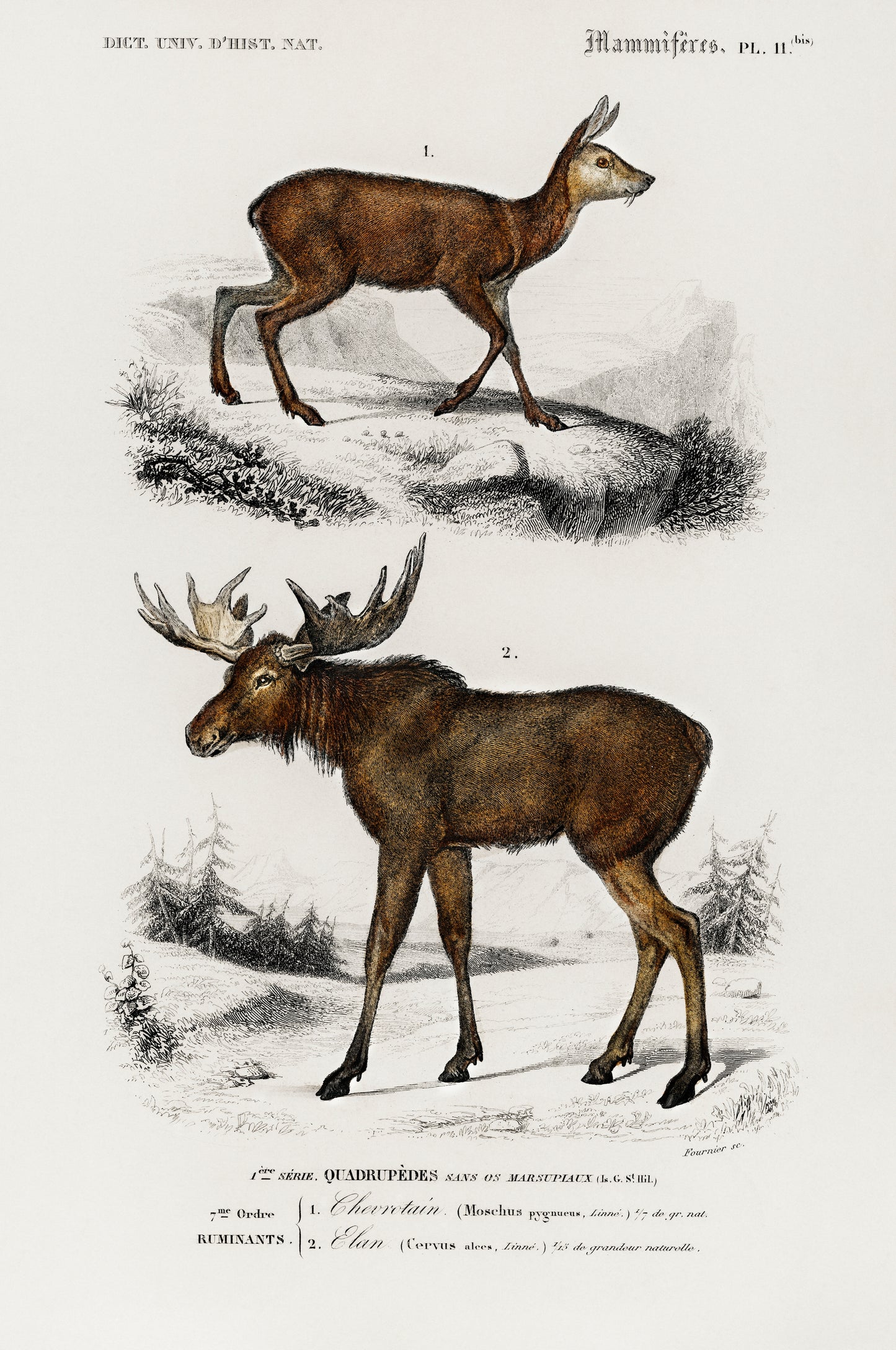 Alces Alces and Moschus Illustration - Giclee Art Print Poster