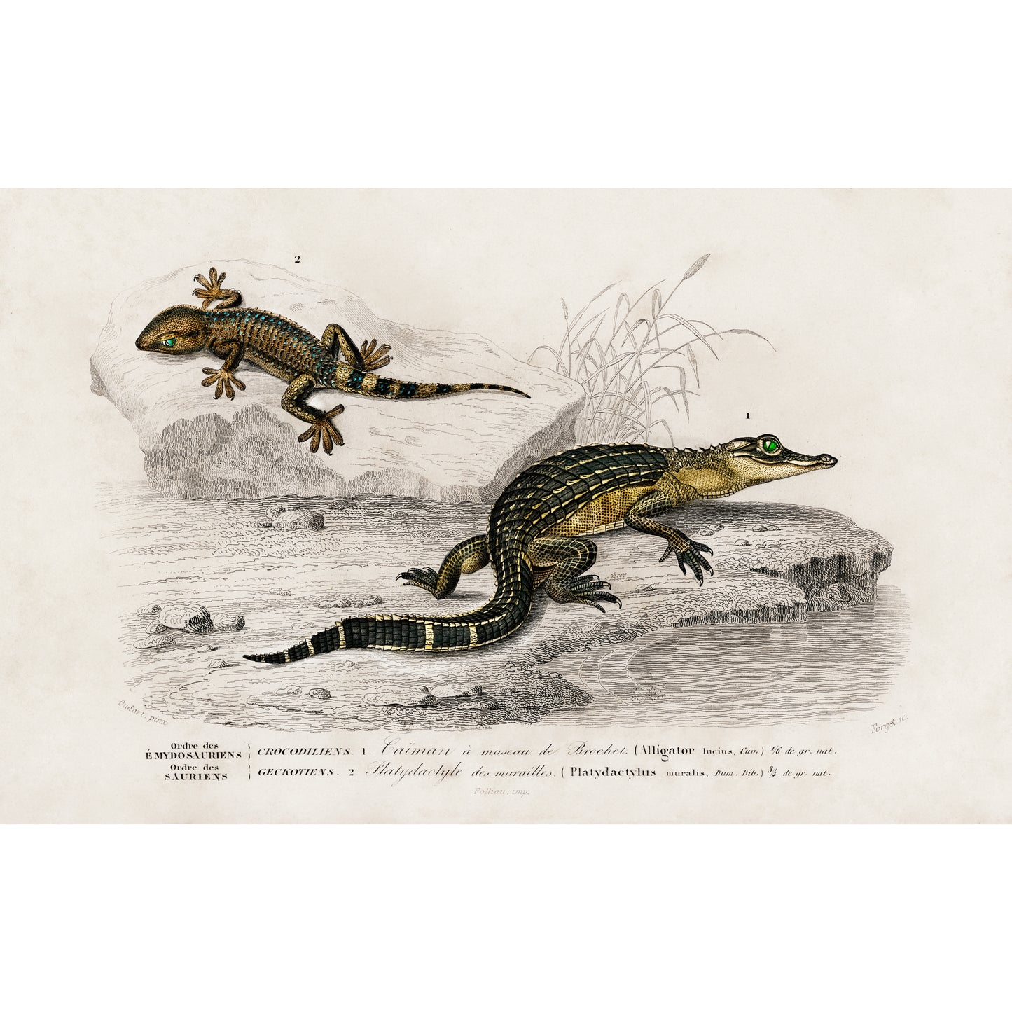 Alligator (Alligator Incius) and Lilford'swall Lizard (Podarcis Lilfordi) Illustration - Giclee Art Print Poster