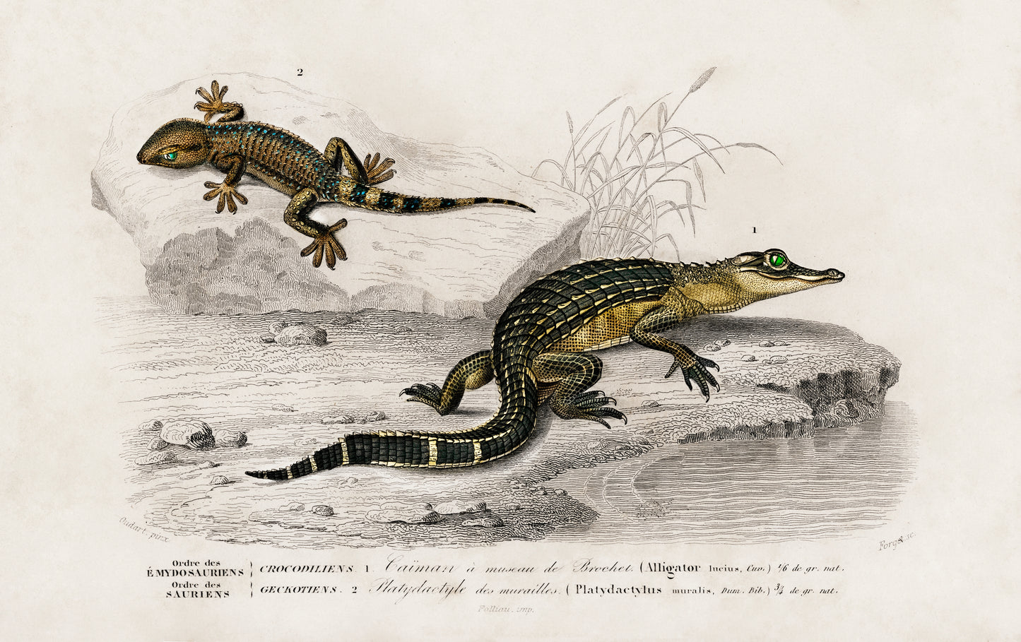Alligator (Alligator Incius) and Lilford'swall Lizard (Podarcis Lilfordi) Illustration - Giclee Art Print Poster