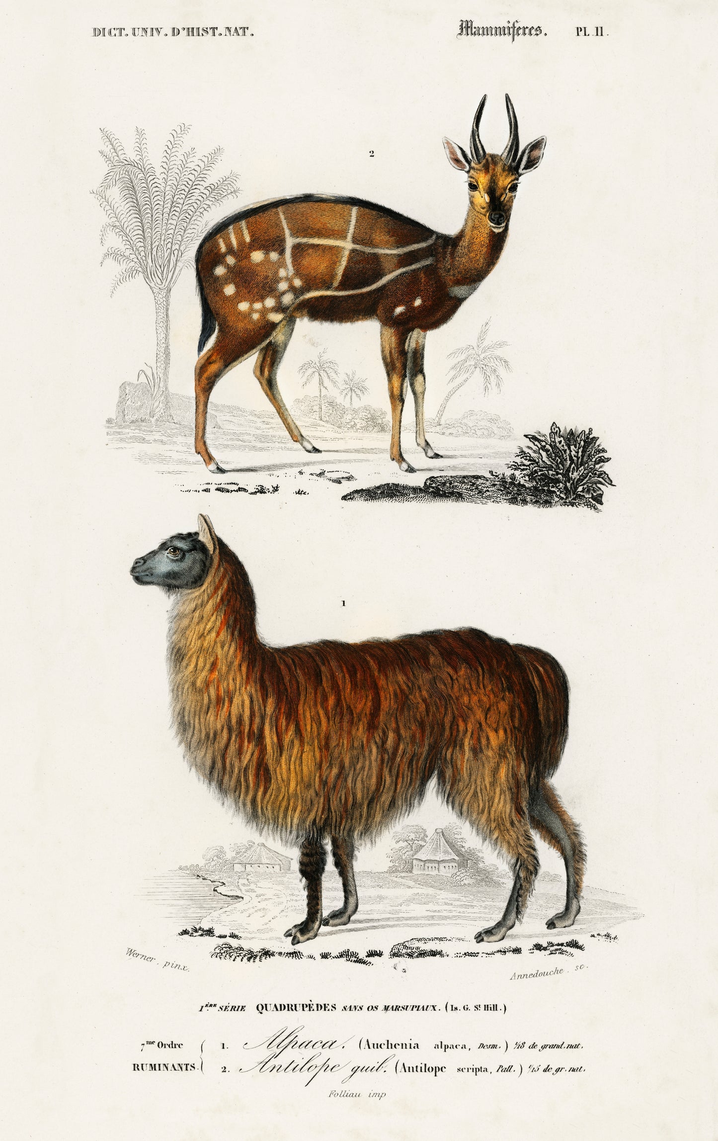 Alpaca (Vicugna Pacos) and Antilope Guib Illustration - Giclee Art Print Poster