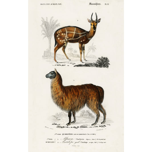 Alpaca (Vicugna Pacos) and Antilope Guib Illustration - Giclee Art Print Poster