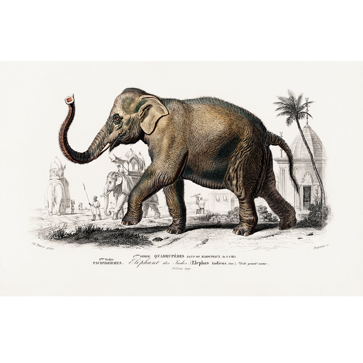 Asiatic Elephant (Elephas Maximus) Illustration - Giclee Art Print Poster