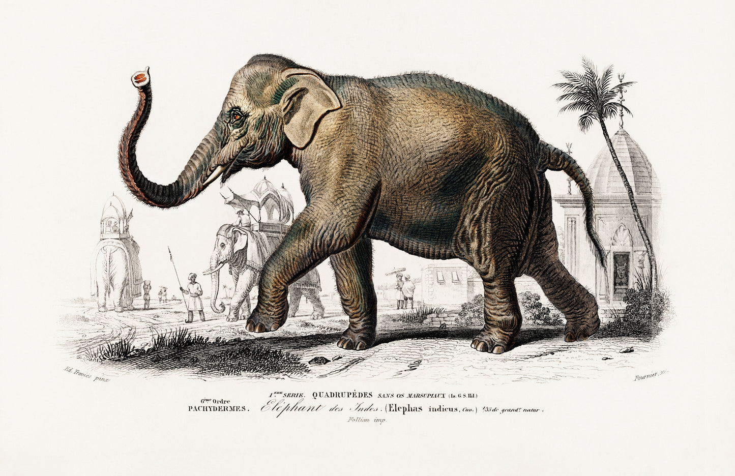 Asiatic Elephant (Elephas Maximus) Illustration - Giclee Art Print Poster