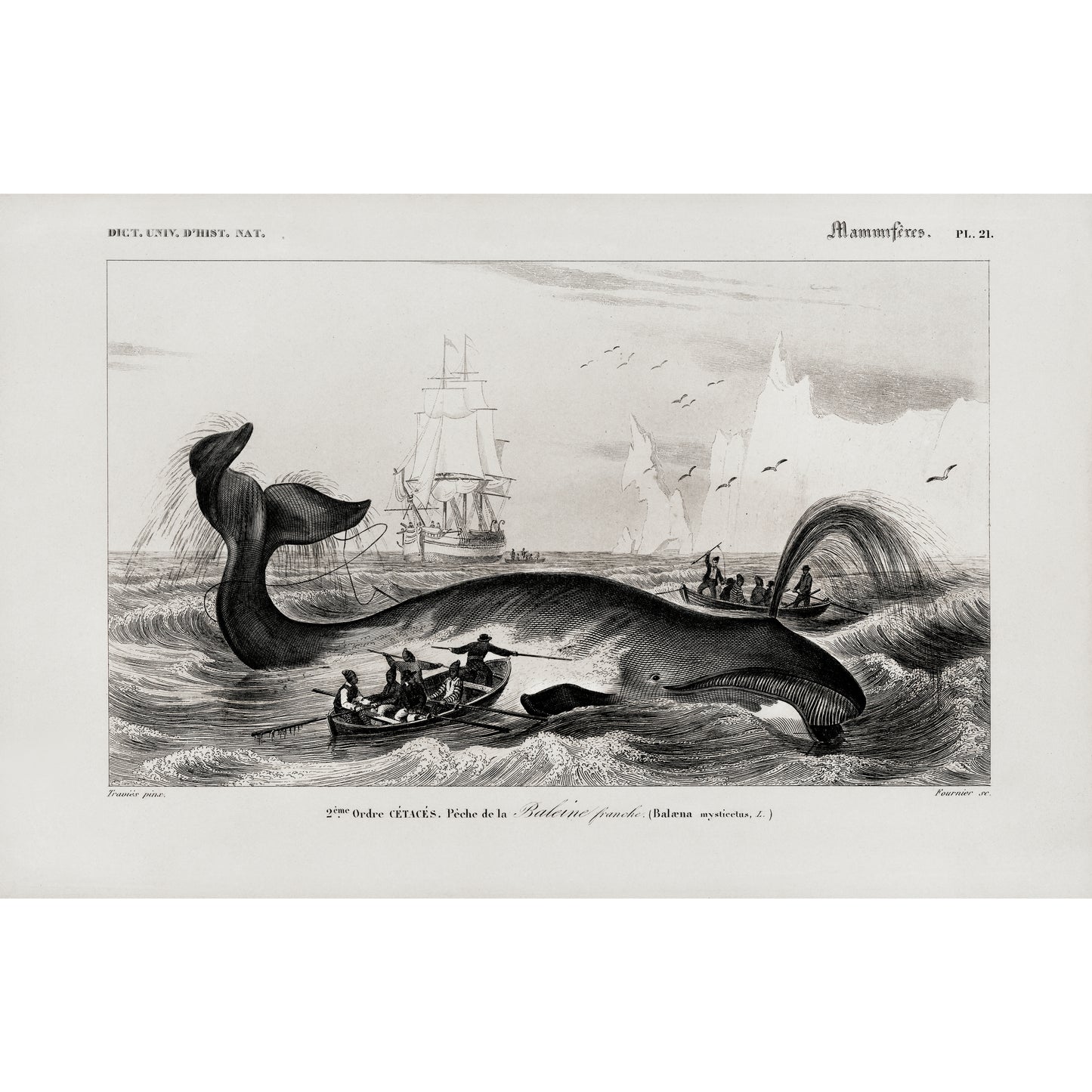 Balaena Mysticetus, Bowhead Whale Illustration - Giclee Art Print Poster