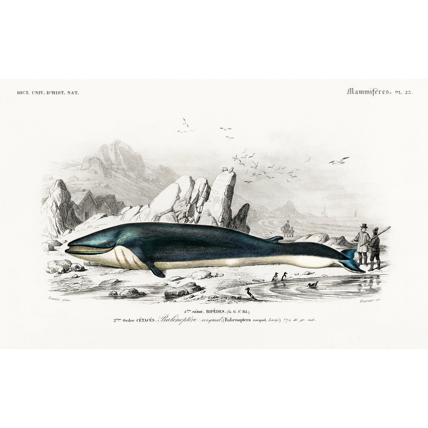 Balaenoptera Rorqual Illustration - Giclee Art Print Poster