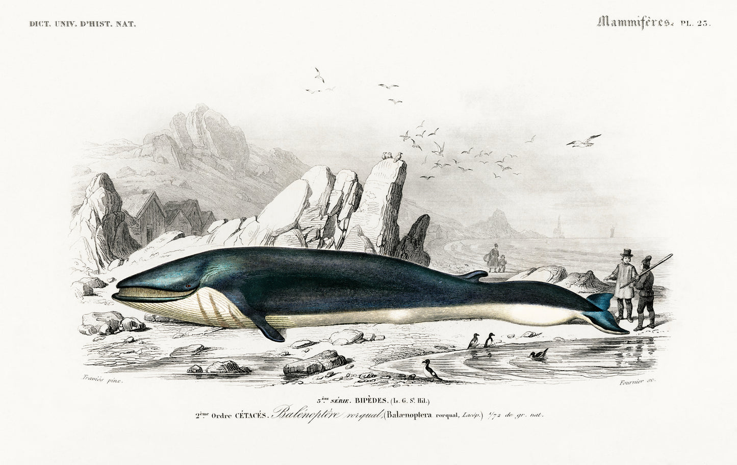 Balaenoptera Rorqual Illustration - Giclee Art Print Poster