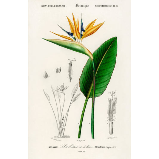 Bird of Paradise (Strelitzia Reginae) Illustration - Giclee Art Print Poster