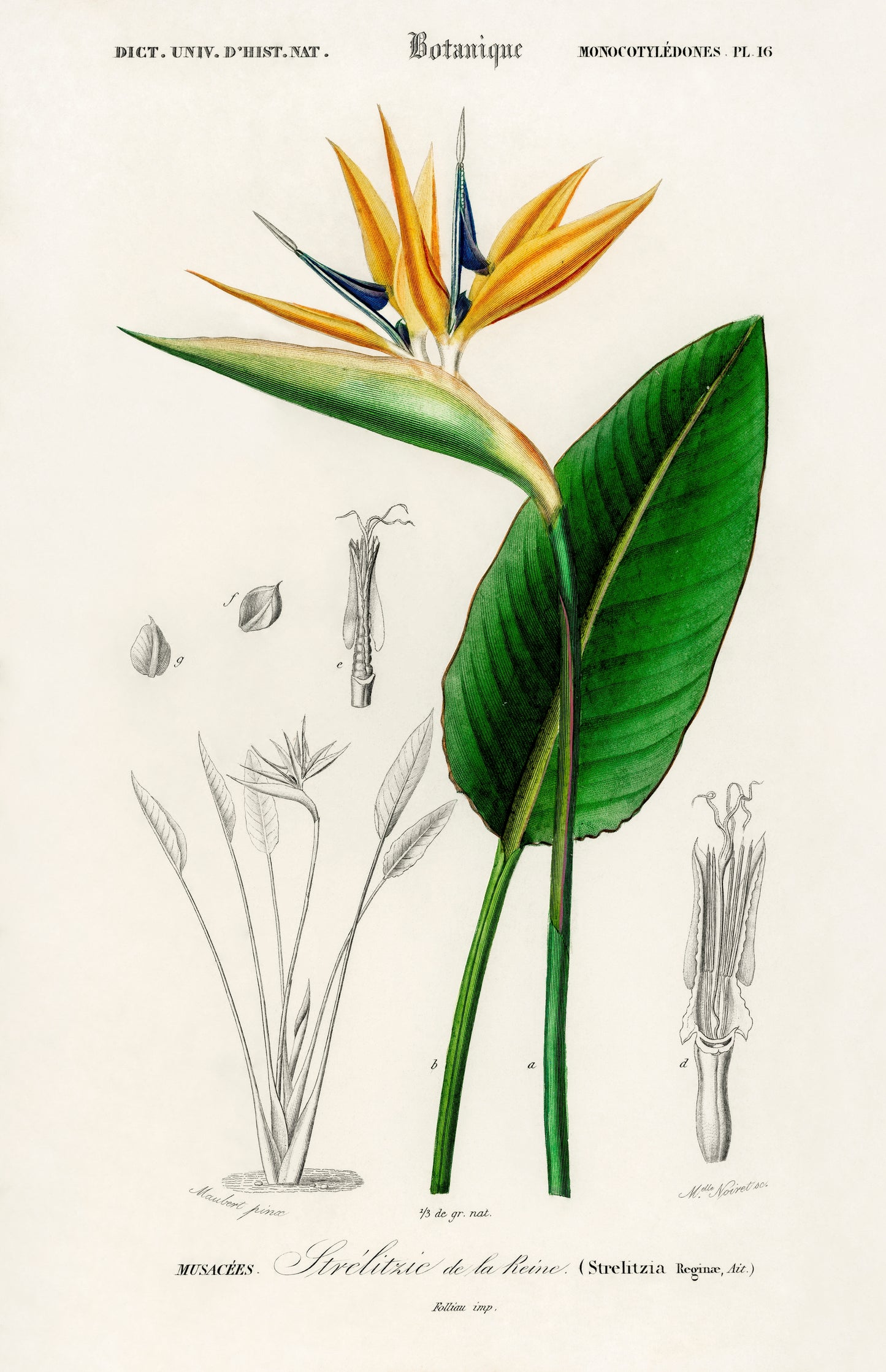 Bird of Paradise (Strelitzia Reginae) Illustration - Giclee Art Print Poster