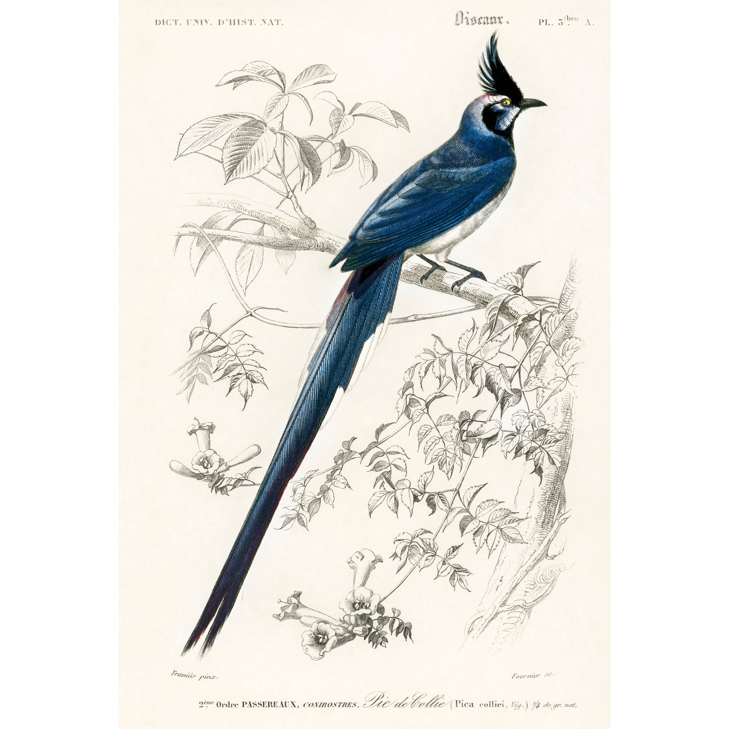 Black-throated Magpie-jay (Pica Colliei) Illustration - Giclee Art Print Poster