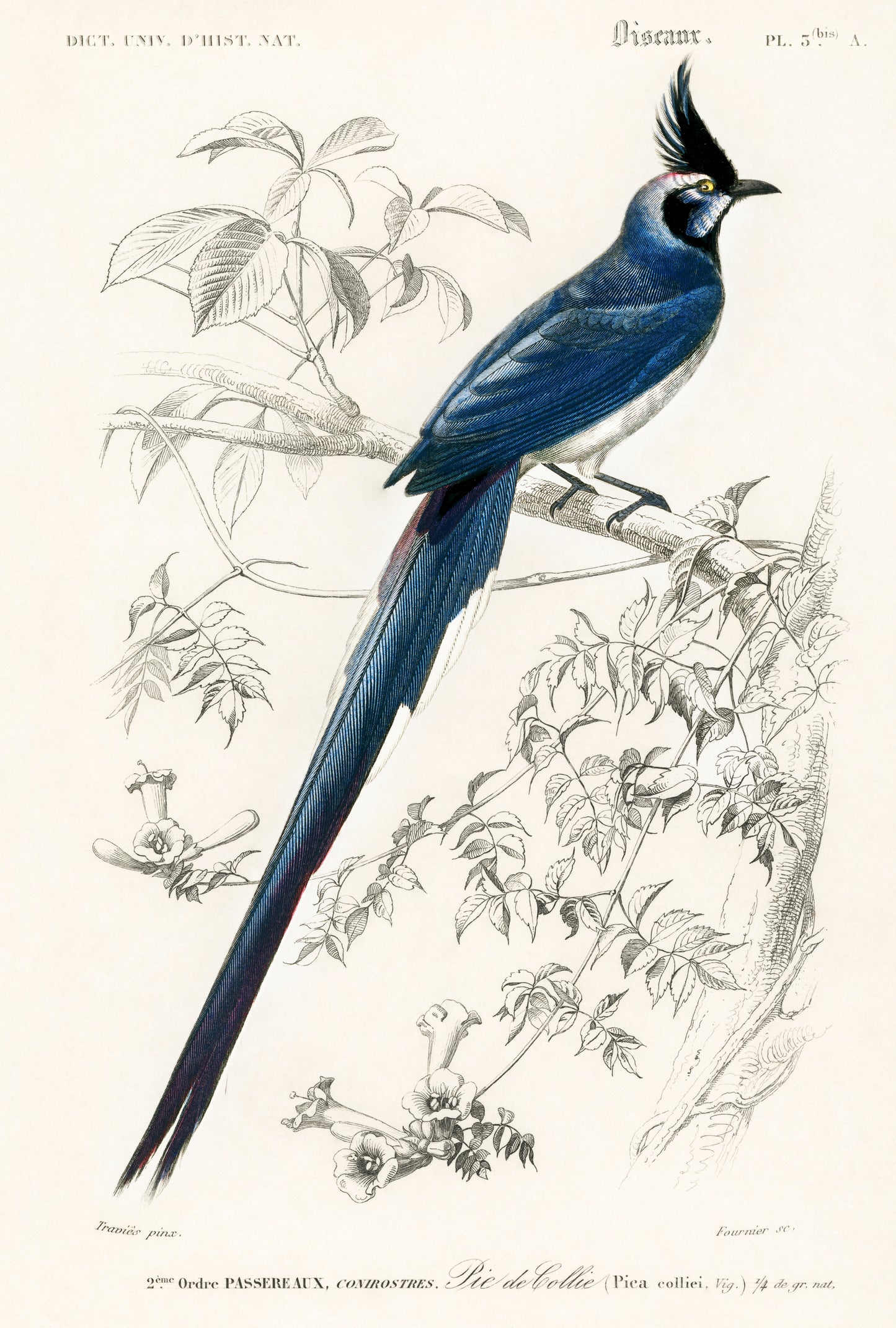 Black-throated Magpie-jay (Pica Colliei) Illustration - Giclee Art Print Poster