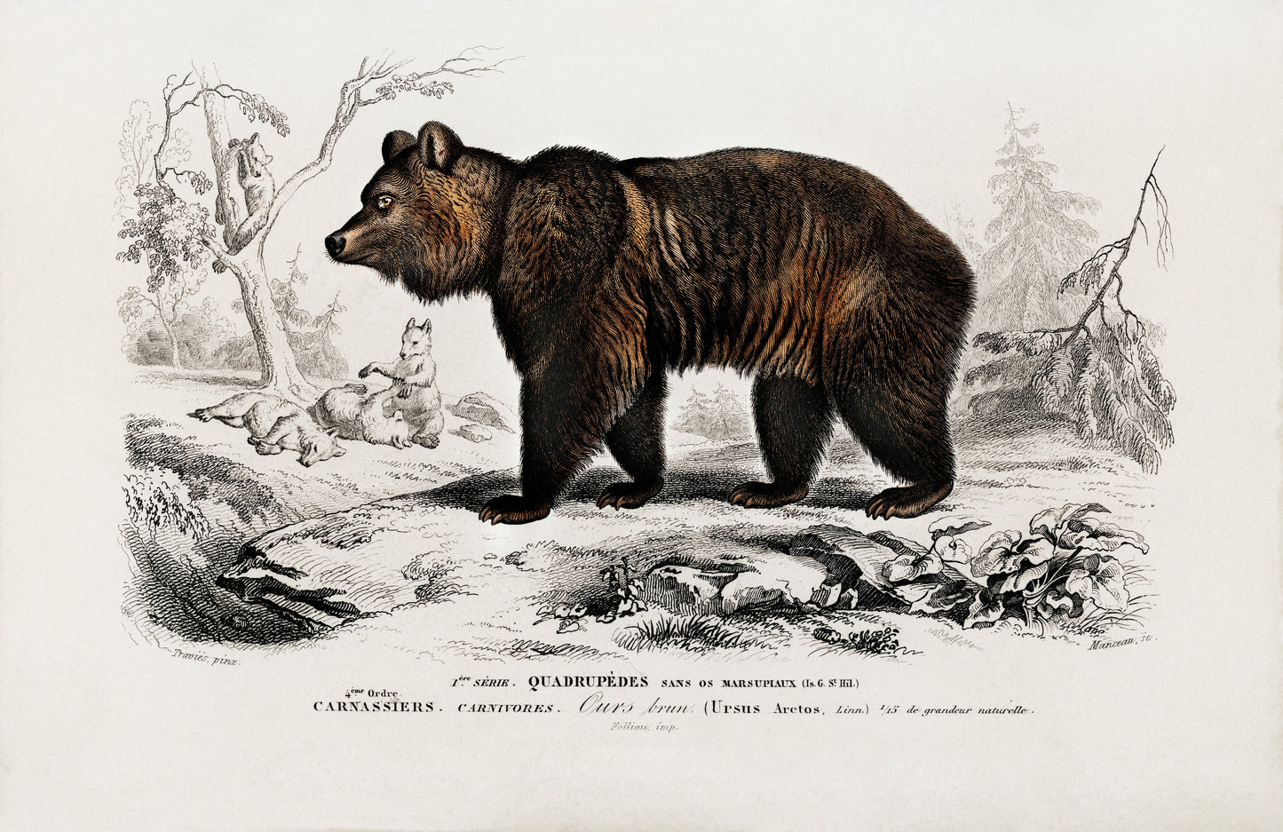 Brown Bear (Ursus Arctos) Illustration - Giclee Art Print Poster