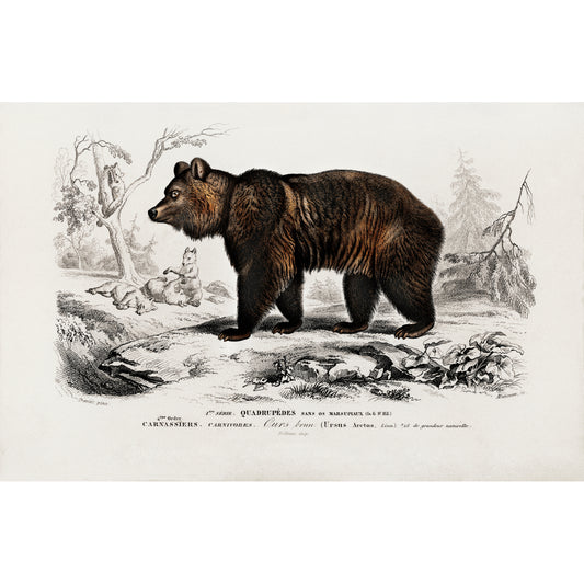 Brown Bear (Ursus Arctos) Illustration - Giclee Art Print Poster