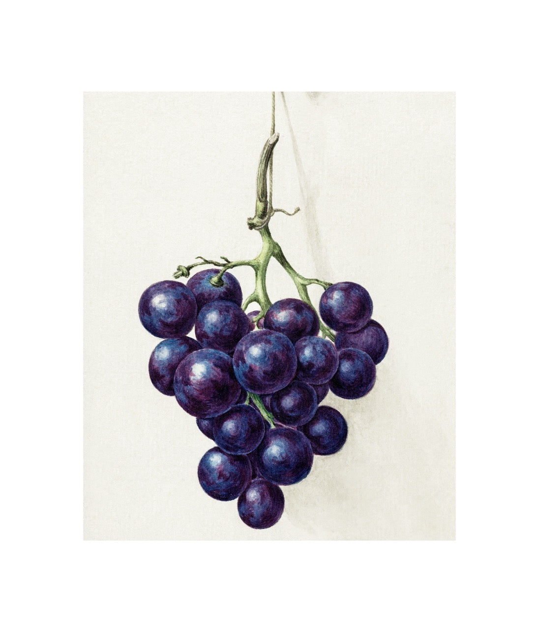 Bunch of Grapes Drawing