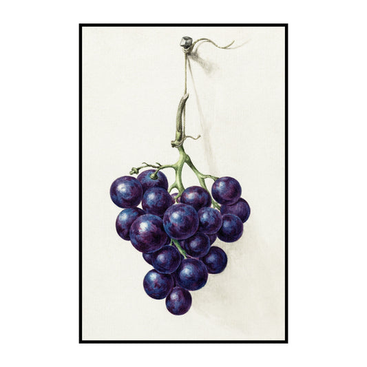 Bunch of Grapes Drawing