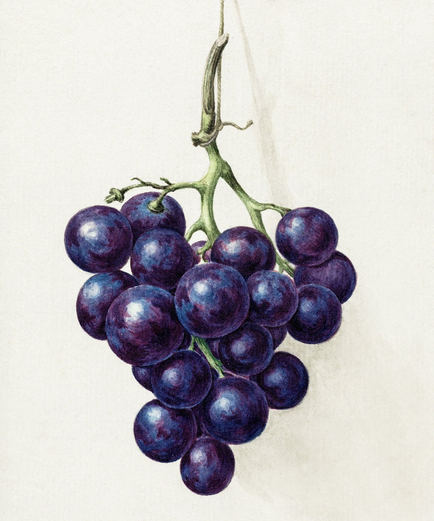 Bunch of Grapes Drawing