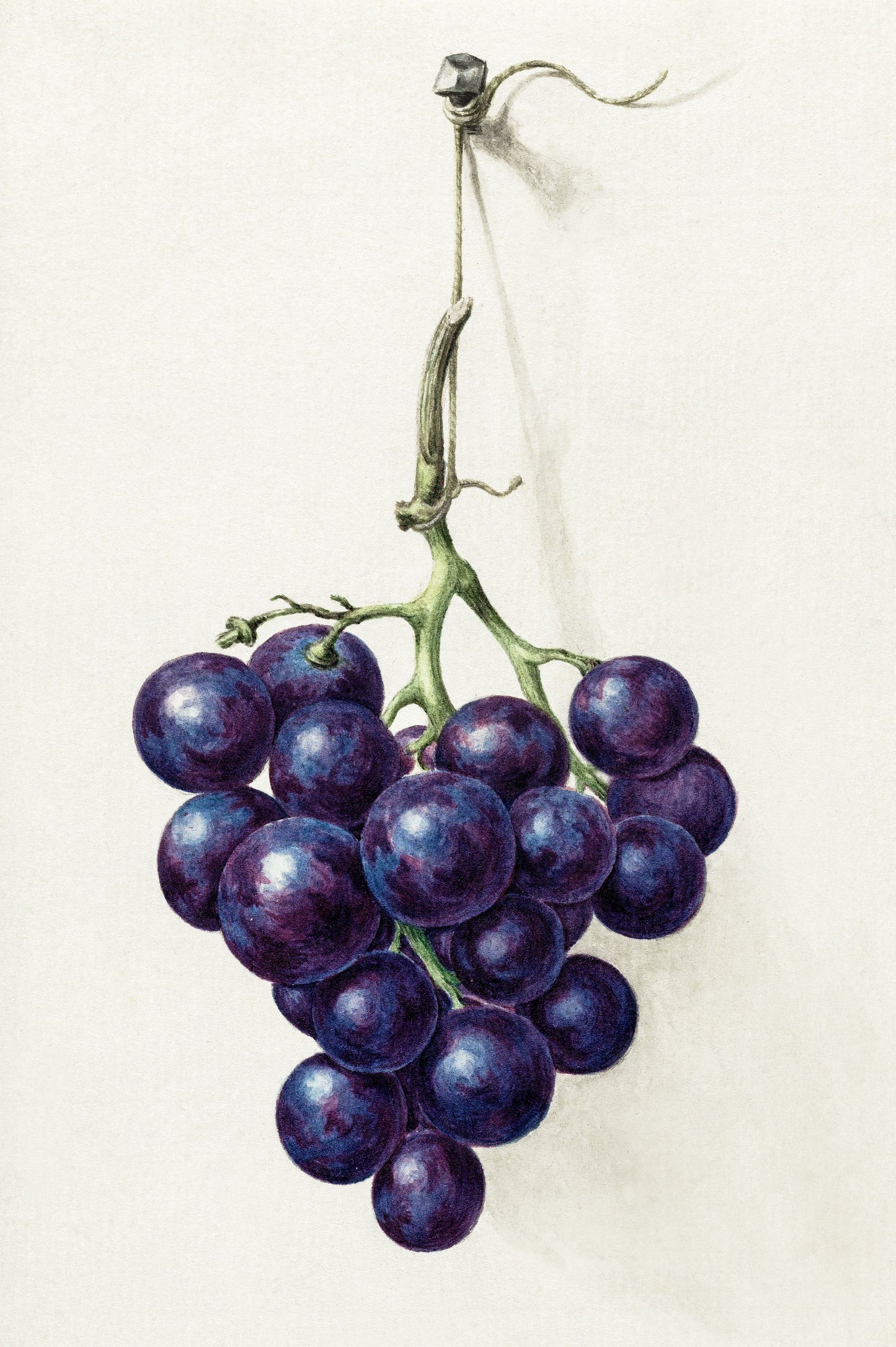 Bunch of Grapes Drawing