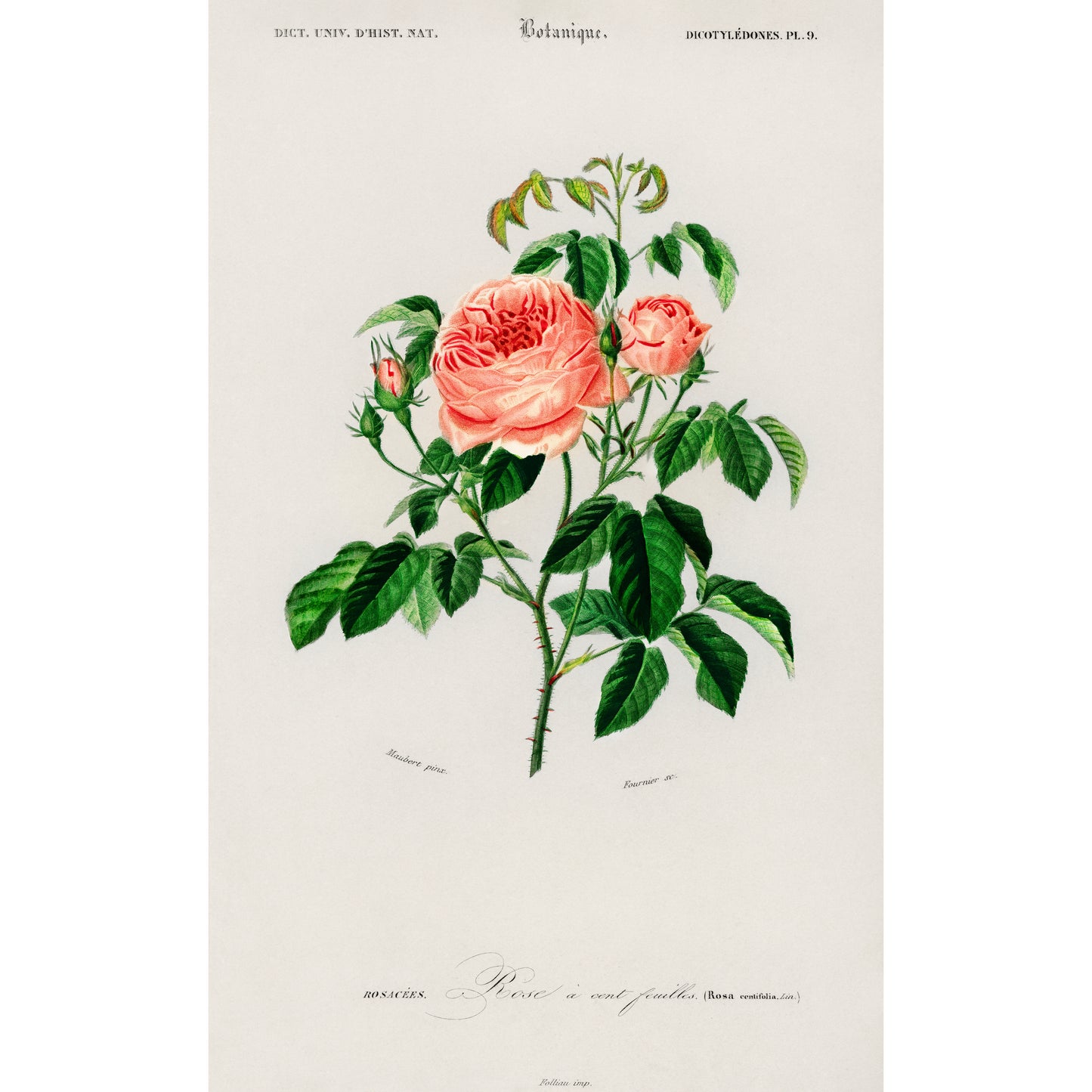 Cabbage Rose (Rosa Centifilia) Illustration - Giclee Art Print Poster