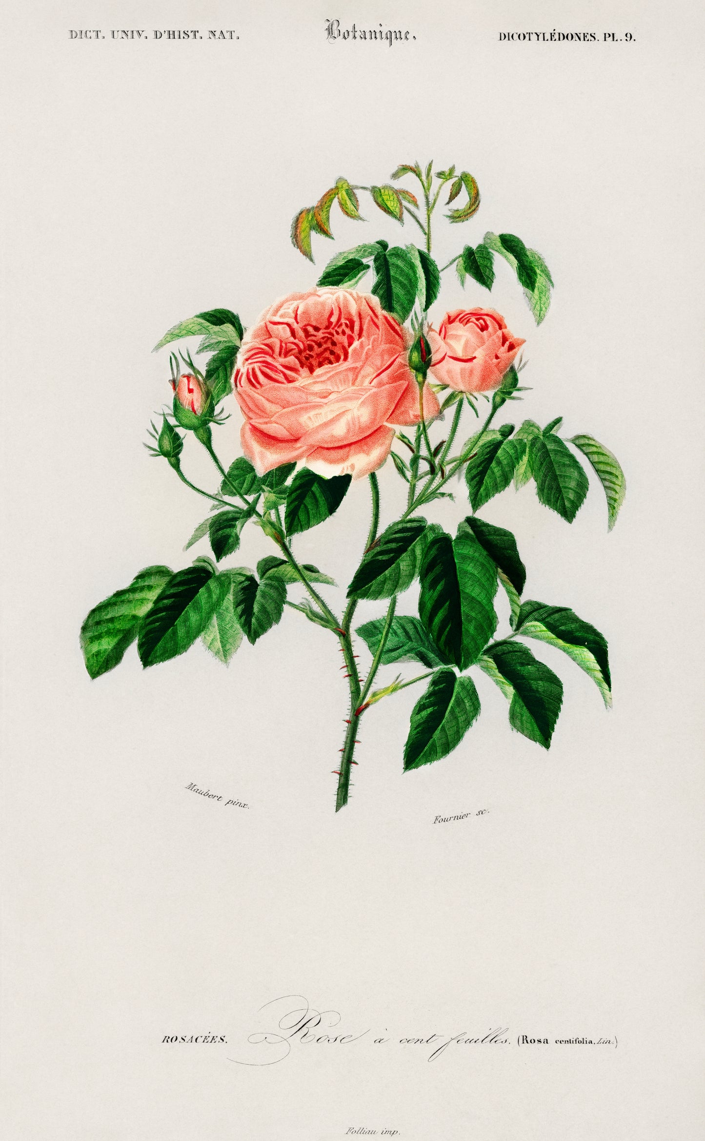 Cabbage Rose (Rosa Centifilia) Illustration - Giclee Art Print Poster