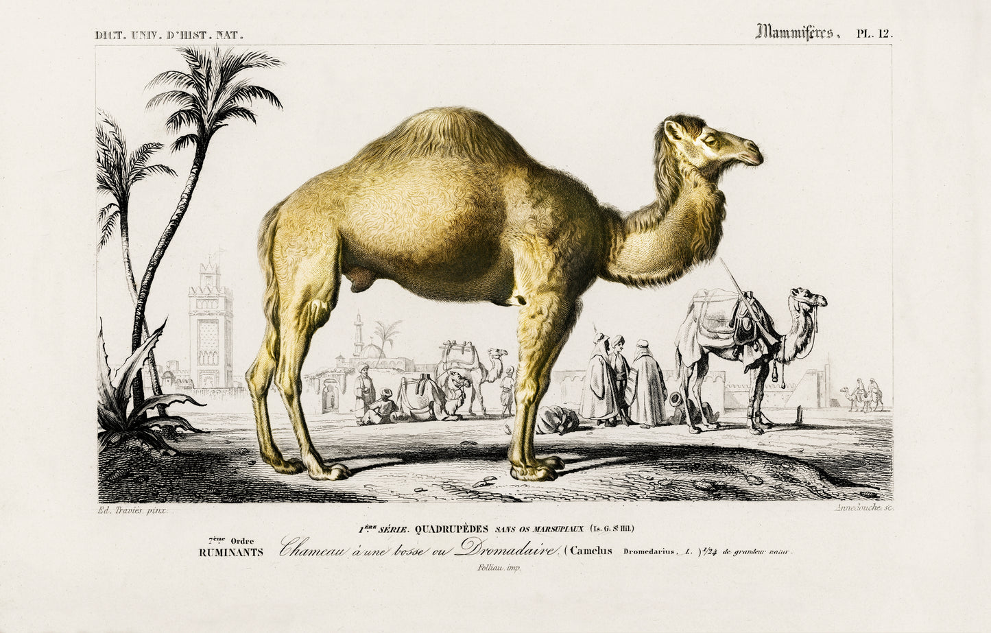 Camel (Camelus) Illustration - Giclee Art Print Poster