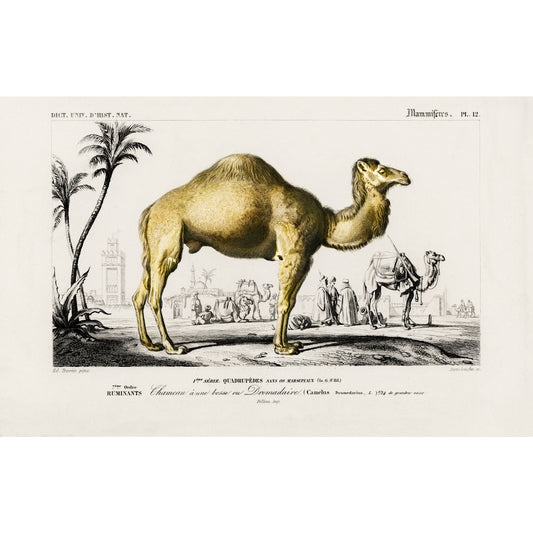 Camel (Camelus) Illustration - Giclee Art Print Poster