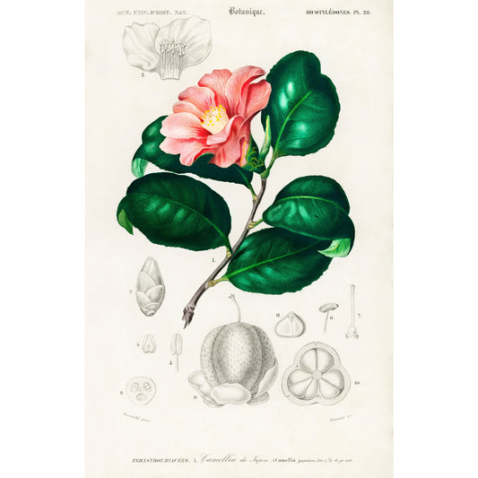 Camellia Japonica (Camélia du Japon) Illustration - Giclee Art Print Poster