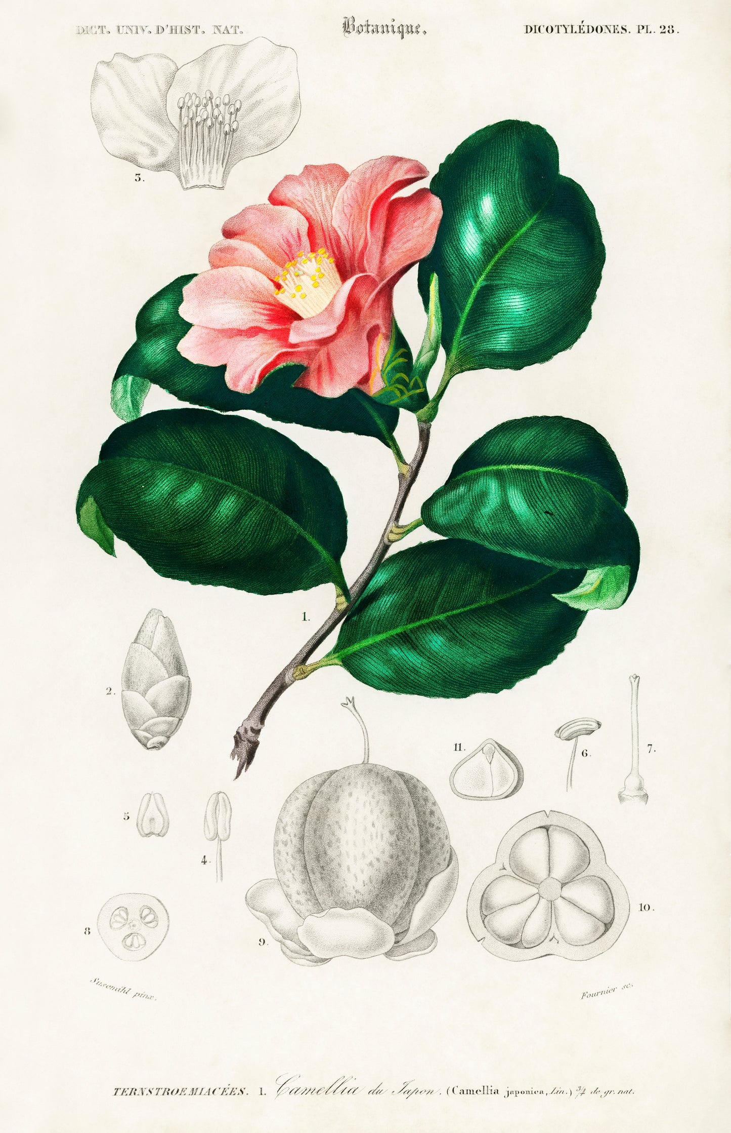 Camellia Japonica (Camélia du Japon) Illustration - Giclee Art Print Poster