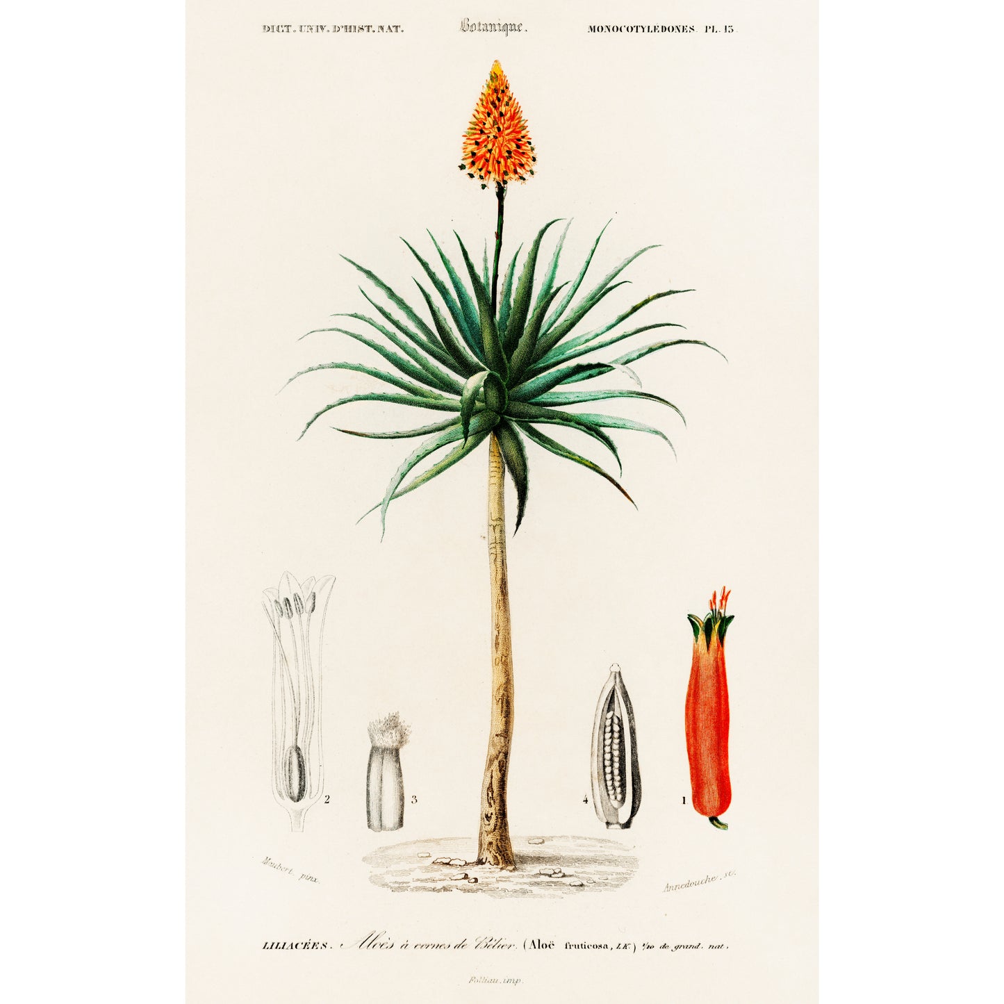 Candelabra Aloe (Aloe Fruticosa) Illustration - Giclee Art Print Poster