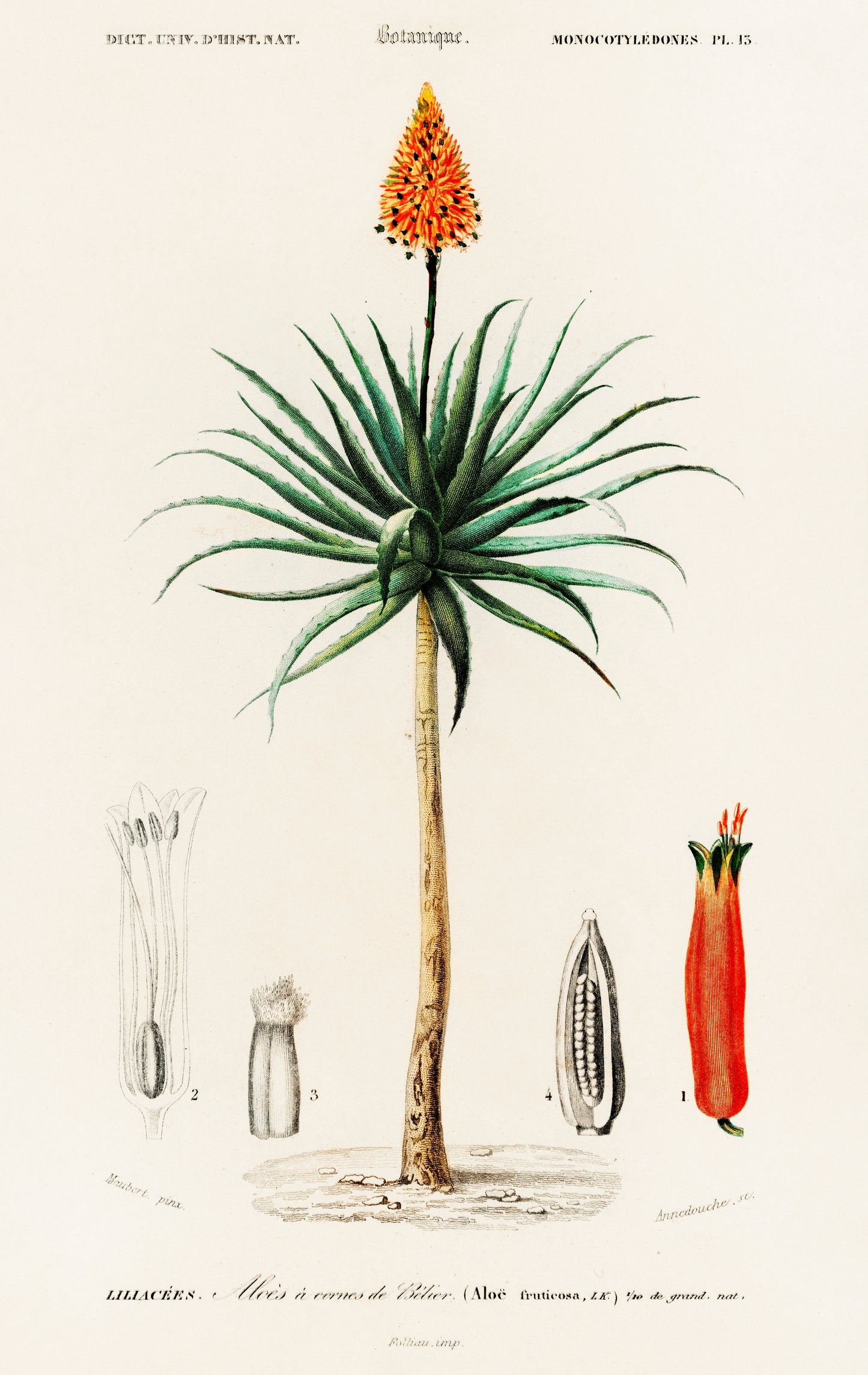 Candelabra Aloe (Aloe Fruticosa) Illustration - Giclee Art Print Poster