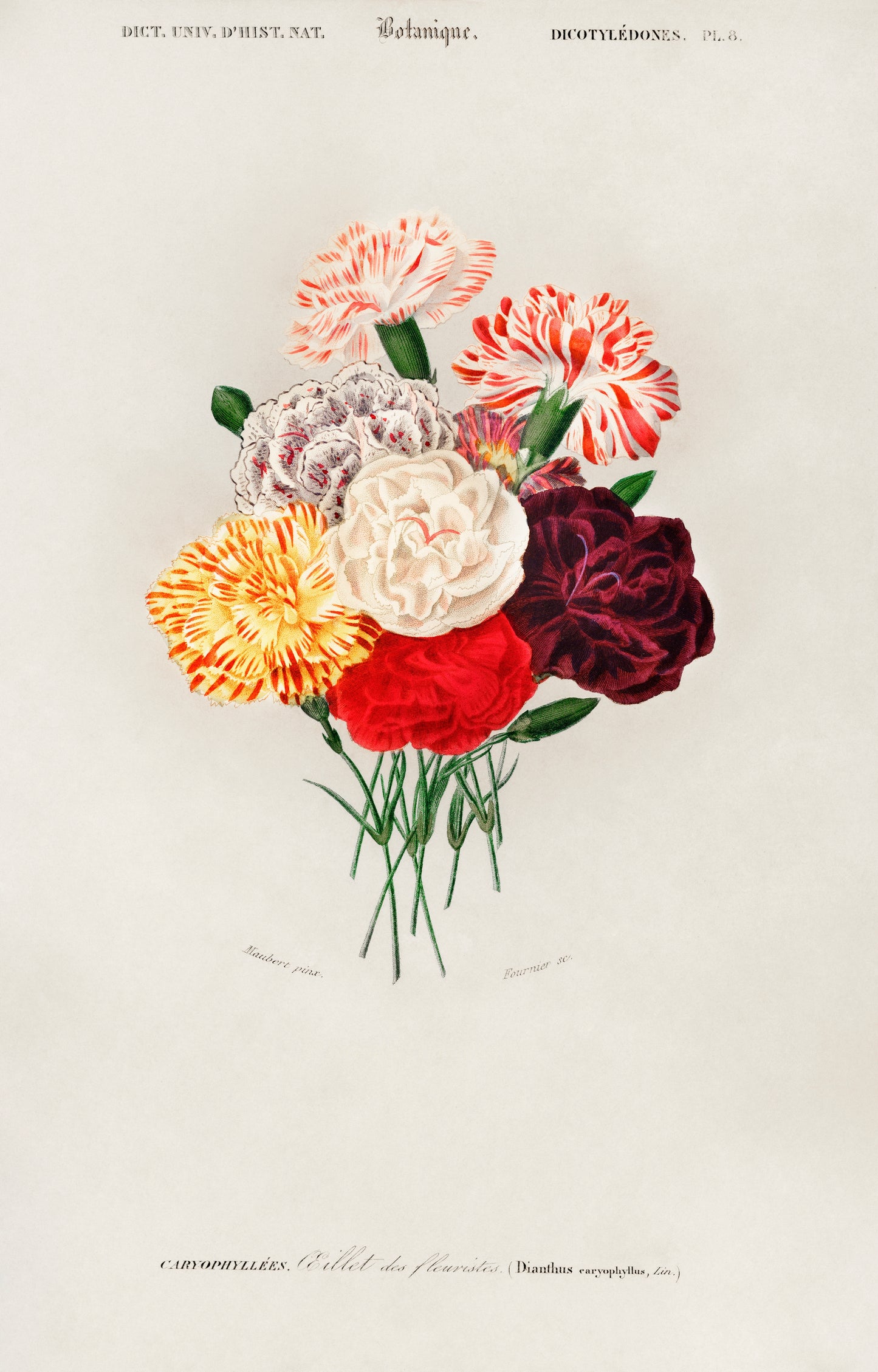 Carnation (Dianthus caryophyllus) Illustration - Giclee Art Print Poster