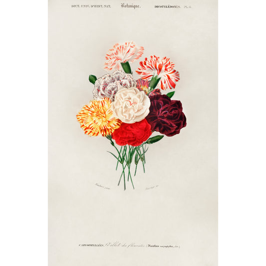 Carnation (Dianthus caryophyllus) Illustration - Giclee Art Print Poster