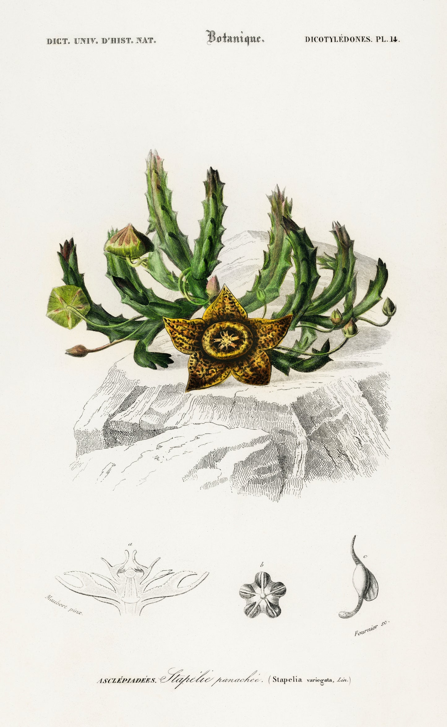 Carrion-flower (Stapelia Variegata) Illustration - Giclee Art Print Poster