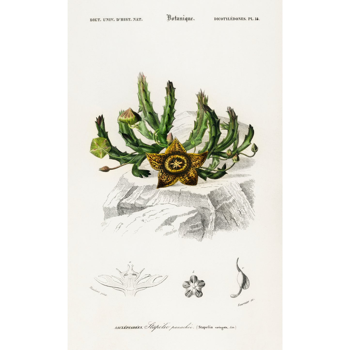 Carrion-flower (Stapelia Variegata) Illustration - Giclee Art Print Poster