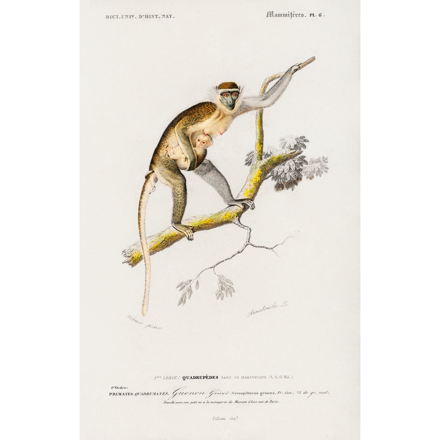 Cercopithecus Griseus (Guenon Grivet) Illustration - Giclee Art Print Poster