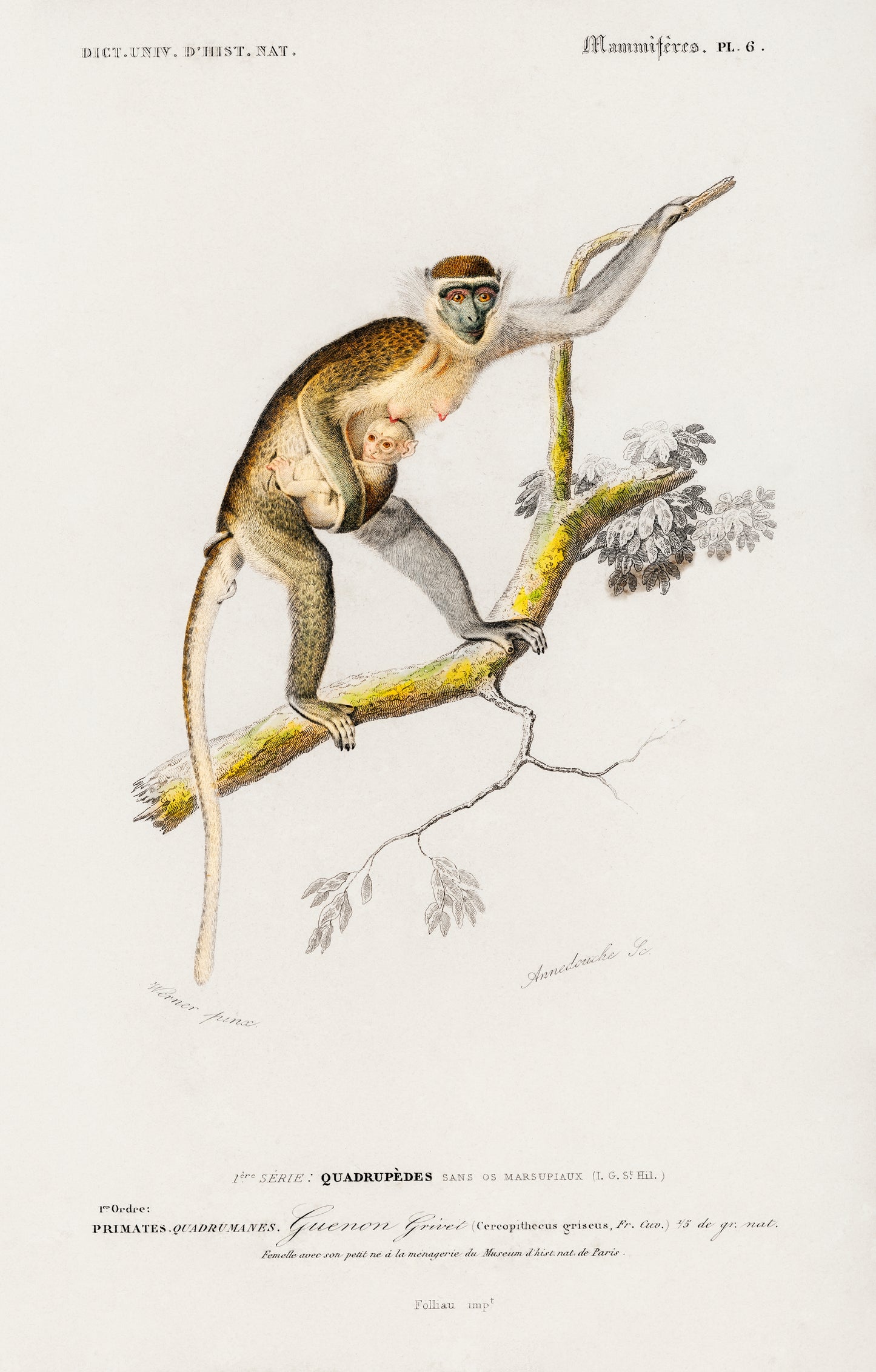 Cercopithecus Griseus (Guenon Grivet) Illustration - Giclee Art Print Poster