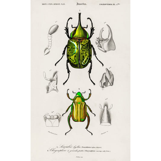 Chrysina Macropus (Chrysophora Macropa) and Eastern Hecules Beetle (Scarabaeus Hyllus) Illustration - Giclee Art Print Poster