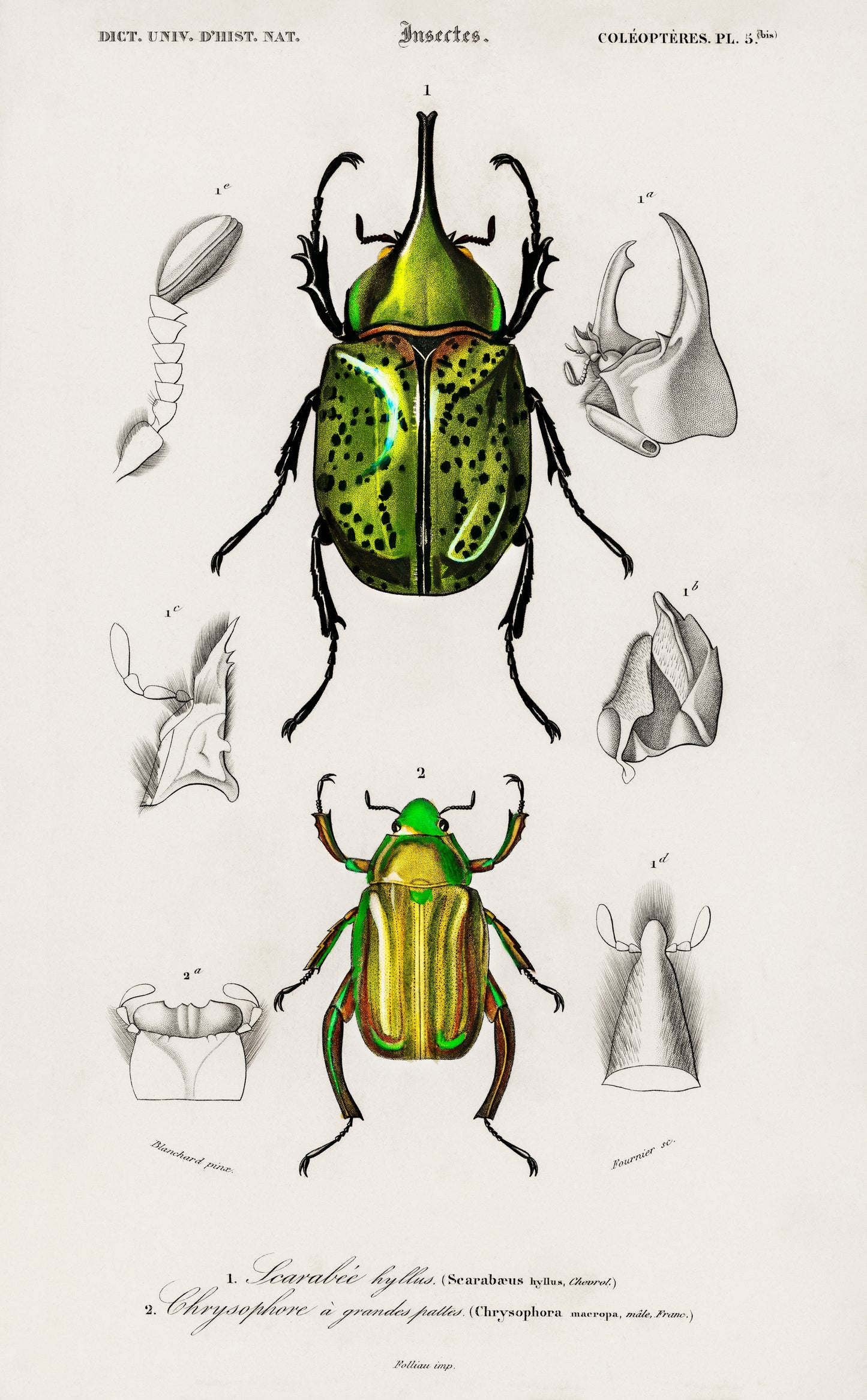 Chrysina Macropus (Chrysophora Macropa) and Eastern Hecules Beetle (Scarabaeus Hyllus) Illustration - Giclee Art Print Poster