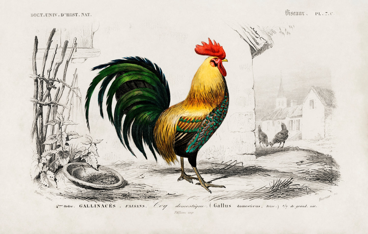 Cock Illustration - Giclee Art Print Poster