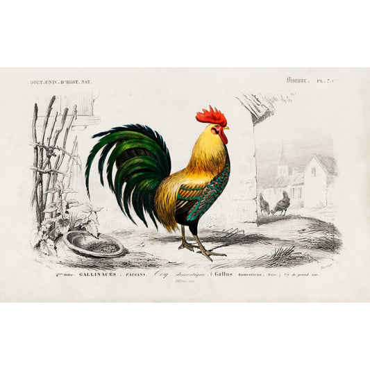 Cock Illustration - Giclee Art Print Poster