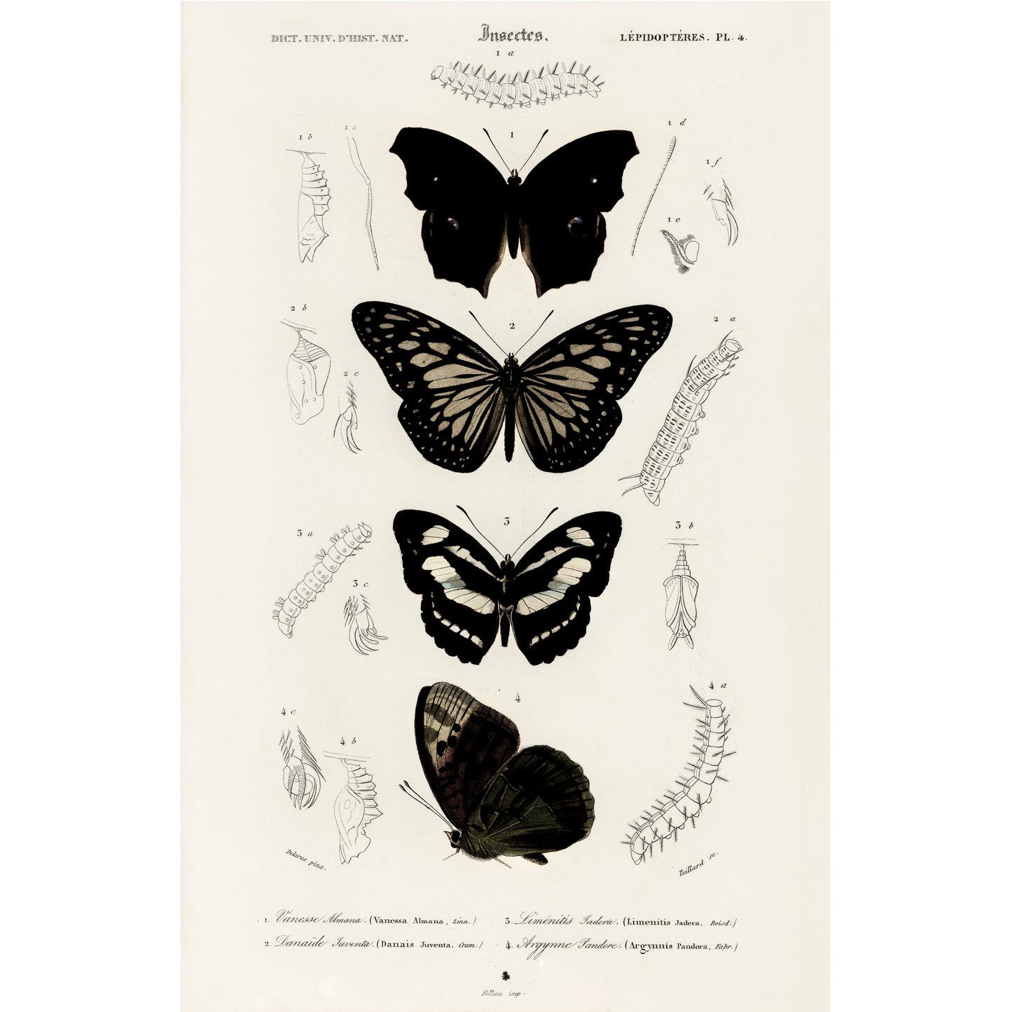 Collection of Butterflies Illustration - Giclee Art Print Poster