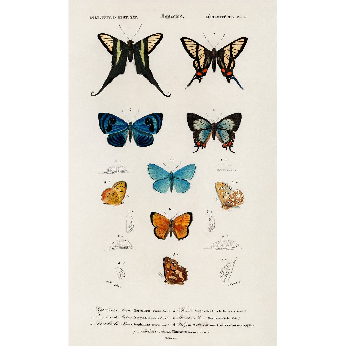 Collection of Hand Drawings of Butterflies Illustration - Giclee Art Print Poster