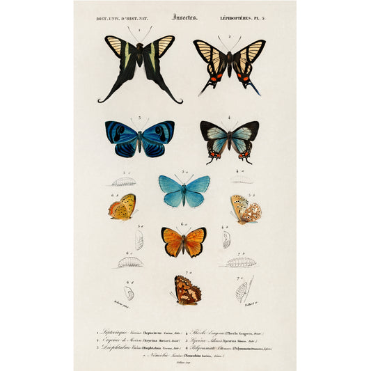 Collection of Hand Drawings of Butterflies Illustration - Giclee Art Print Poster