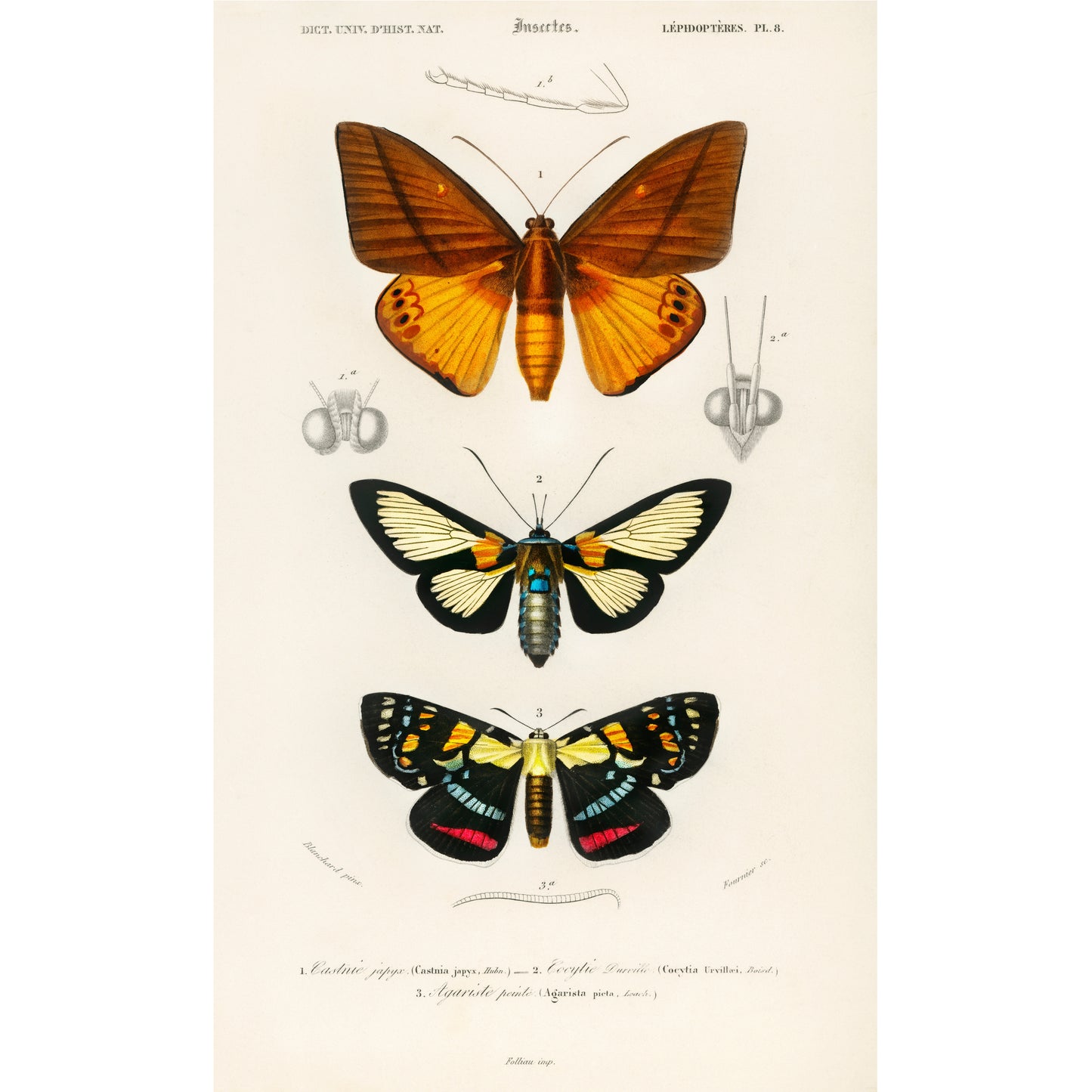 Collection of Moths Illustration - Giclee Art Print Poster