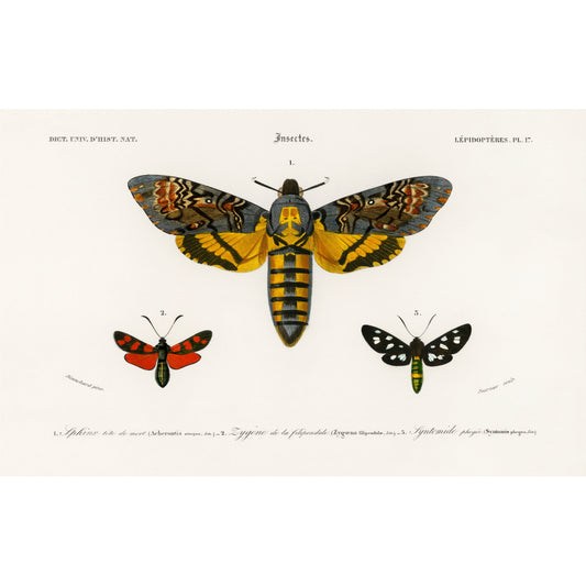 Collection of Moths Illustration - Giclee Art Print Poster