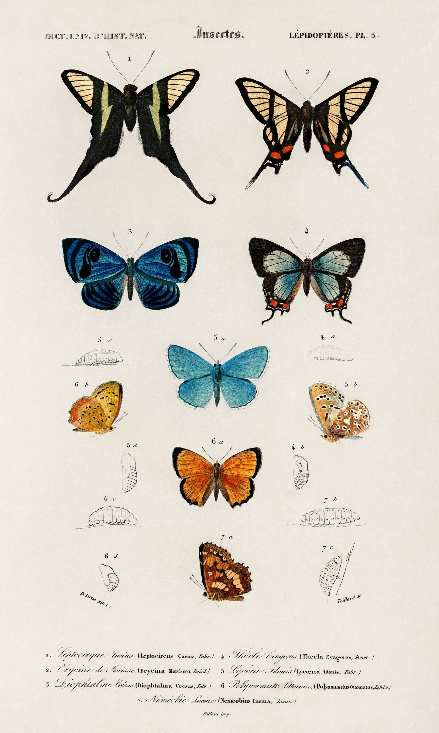 Collection of Hand Drawings of Butterflies Illustration - Giclee Art Print Poster