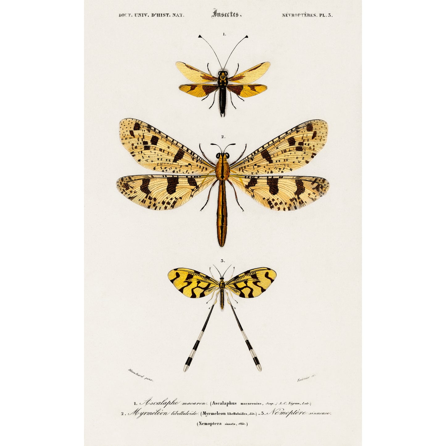 Collection of Insects Illustration - Giclee Art Print Poster